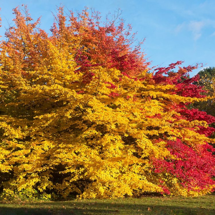 Die Farben des Herbstes im Botanischen Garten in Berlin