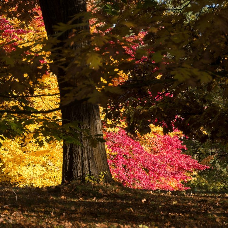 Die Farben des Herbstes im Botanischen Garten in Berlin